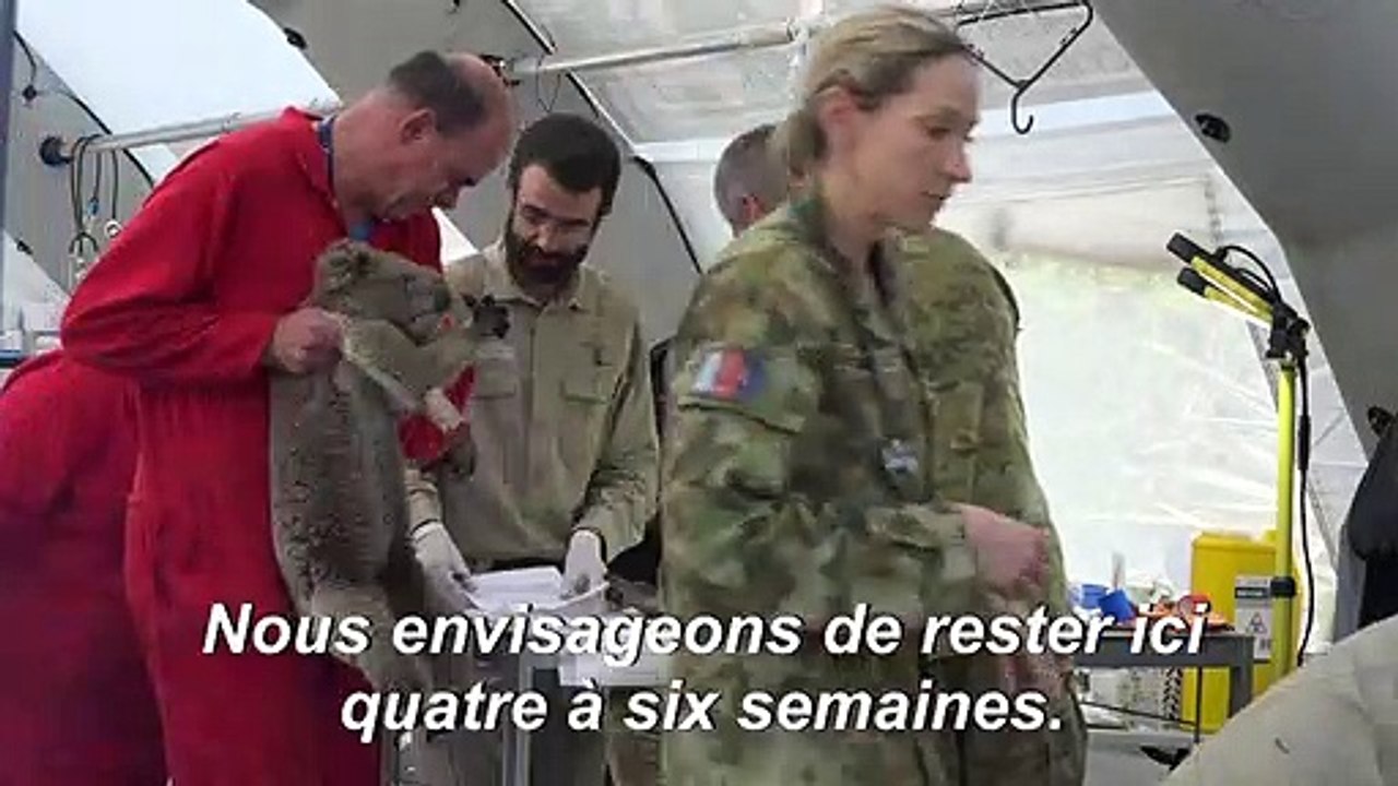 Des dizaines de koalas soignés dans un hôpital de campagne sur l'île Kangourou