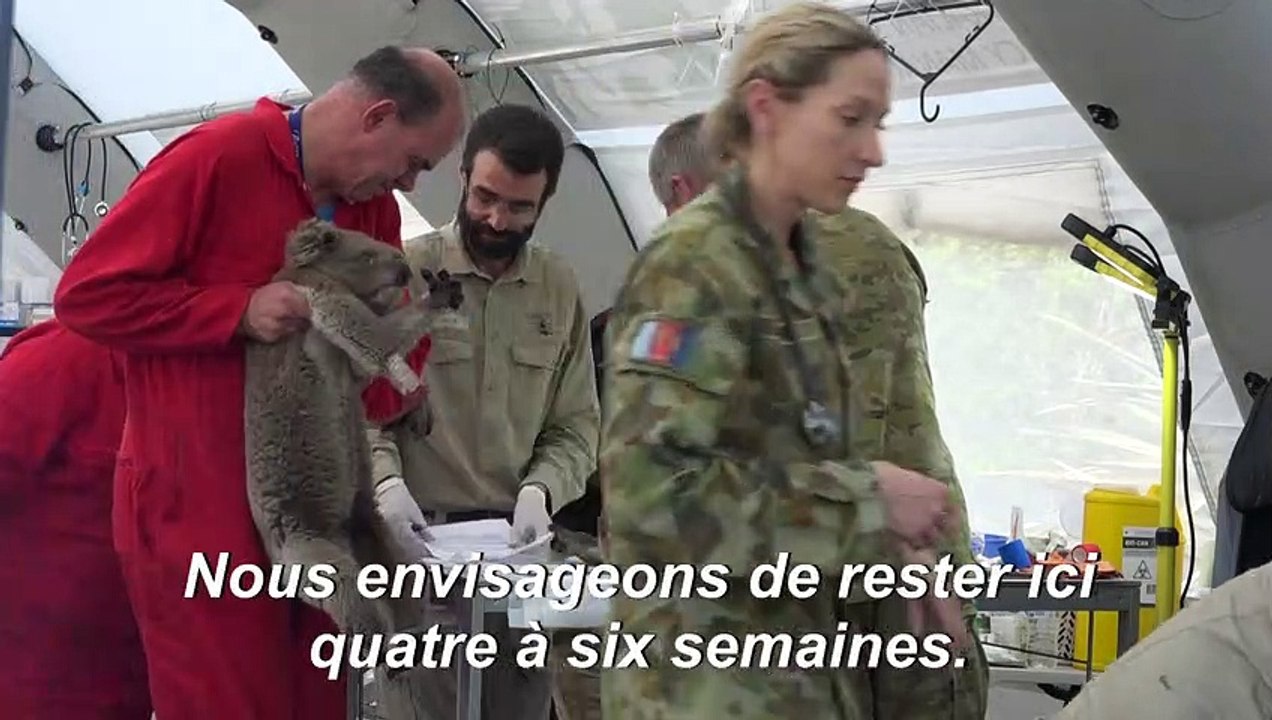 Des dizaines de koalas soignés dans un hôpital de campagne sur l'île Kangourou