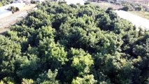 Denemek için ektikleri avokadoya talep artıyor