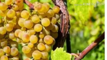 अंगूर खाने का सही समय क्या है अंगूर खाने के क्या फायदे हैं और कितने अंगूर खाने चाहिए Desi call