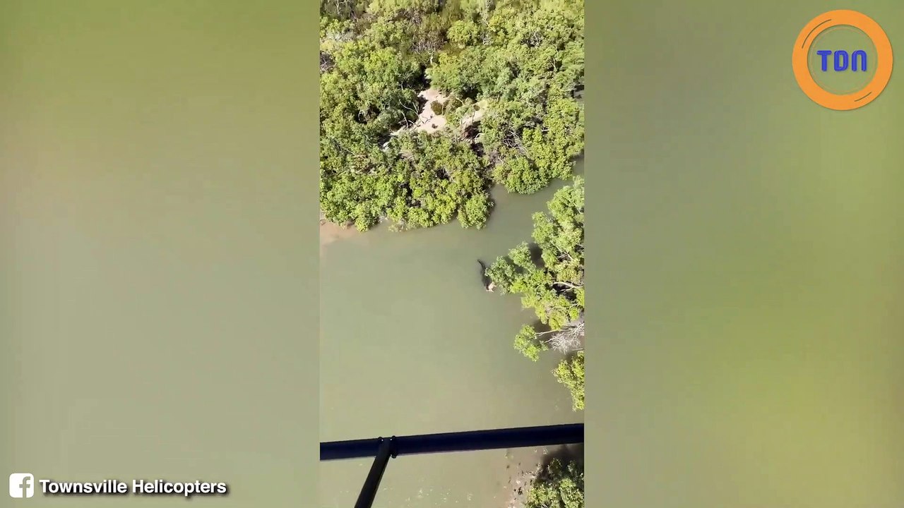 Insolite : un énorme crocodile filmé avec un co...