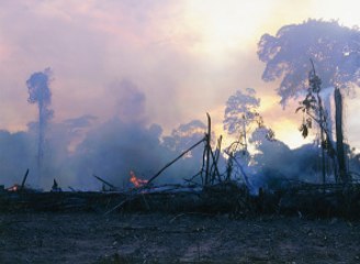 Après la déforestation massive de l’Amazonie au Brésil, les ONG montent au créneau