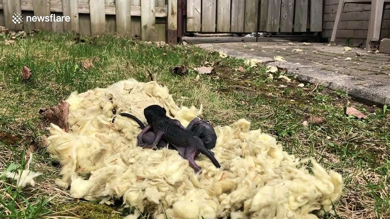 Mother squirrel collects her babies after being removed from nest inside Toronto house