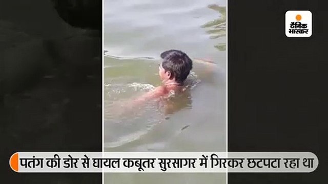 बिटिया ने कहा-पापा, जल्दी जाओ, कबूतर को बचाओ, तब पिता ने छटपटाते कबूतर को तालाब से निकाला