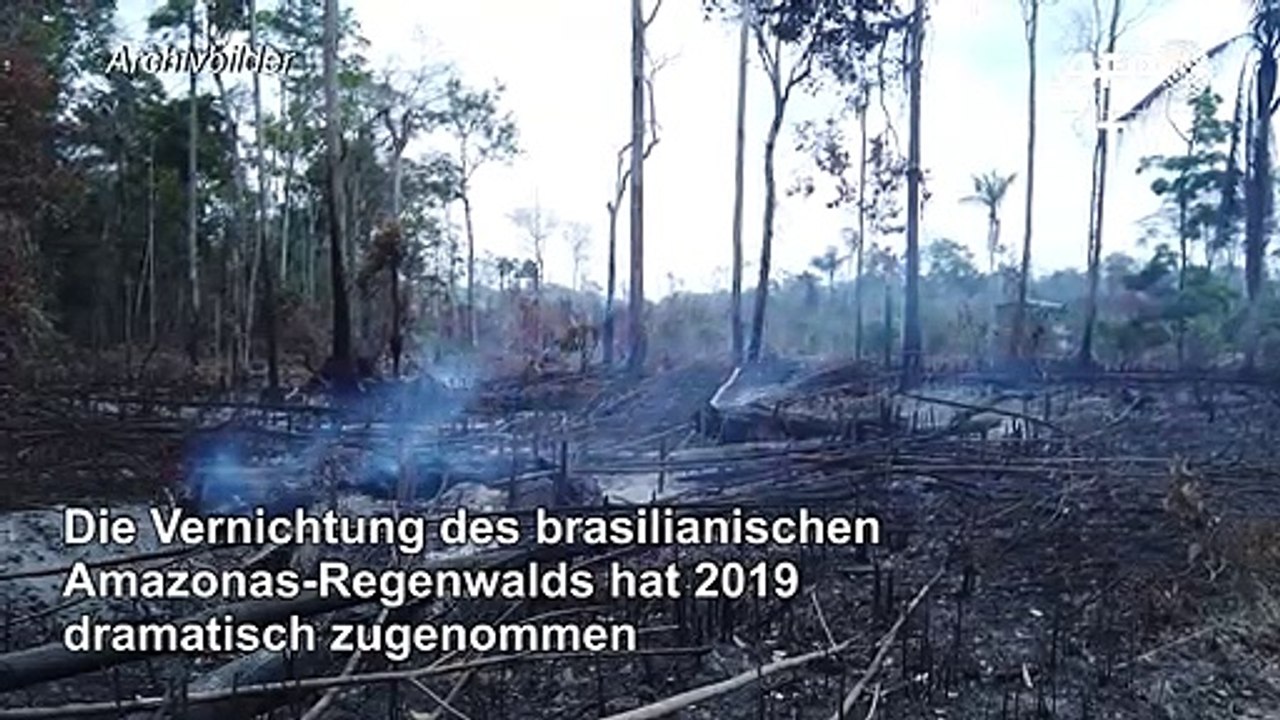 Vernichtung von Amazonas-Regenwald massiv angestiegen