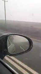 Des cadavres d'animaux le long des routes à cause des incendies en Australie