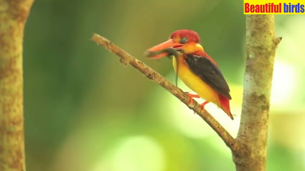 Most Beautiful birds