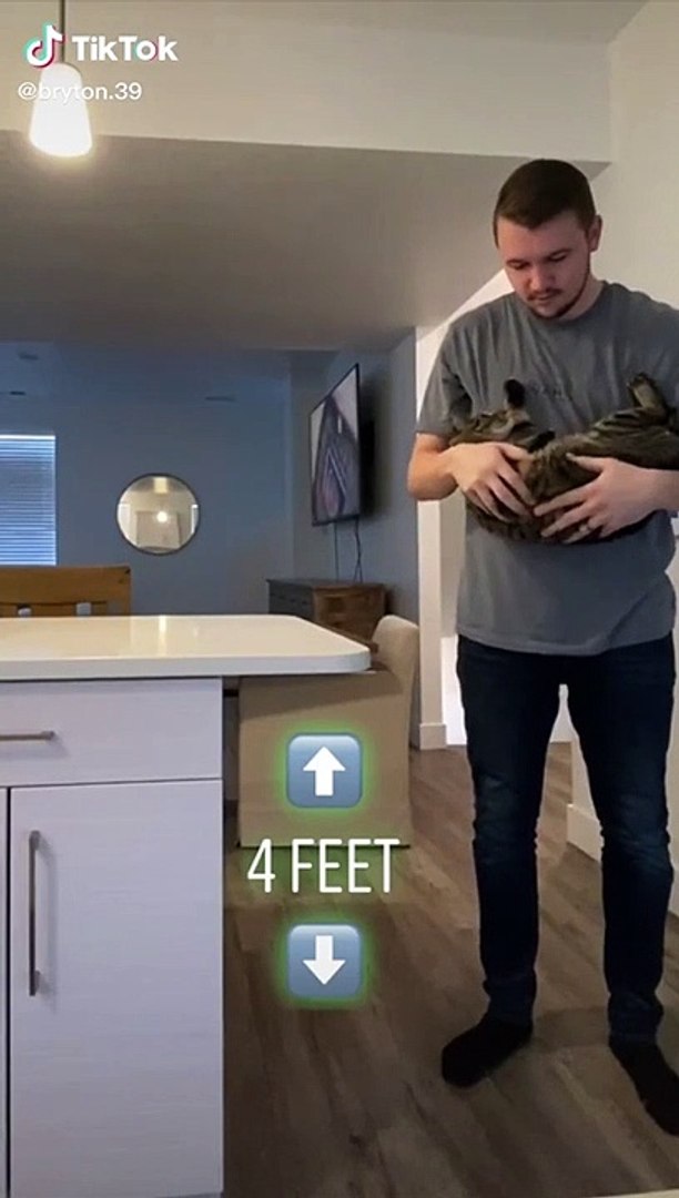 Un Chat Retombe Toujours Sur Ses Pattes Test Video Dailymotion