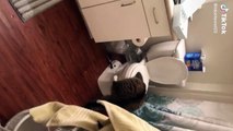 Assoiffé, ce chat boit l'eau des toilettes !
