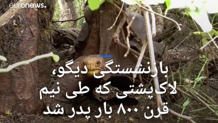 بازنشستگی دیگو، لاک‌پشتی که طی نیم قرن ۸۰۰ بار پدر شد