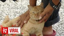 Stray cats at National Museum in need of new homes