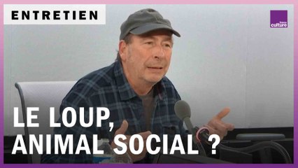 Le loup, animal social ?