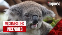 Australie : les koalas décimés par les incendies