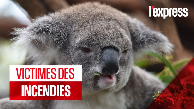 Australie : les koalas décimés par les incendies