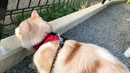 2020#6 A walk with a cat!