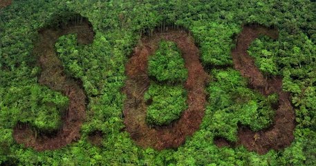 La déforestation de l'Amazonie brésilienne a augmenté de 85 % depuis l'arrivée au pouvoir de Bolsonaro
