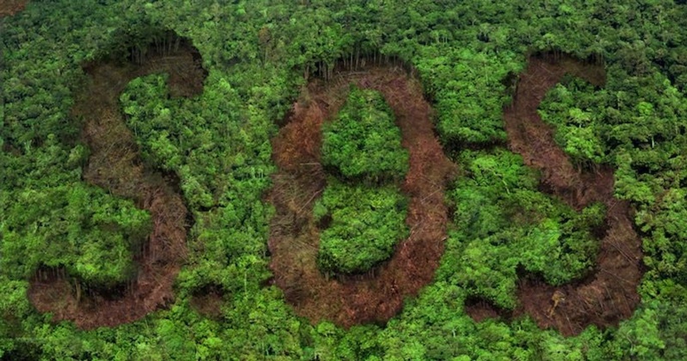 La déforestation de l'Amazonie brésilienne a augmenté de 85 % depuis l'arrivée au pouvoir de Bolsonaro