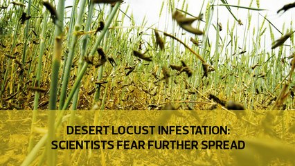 Desert locust infestation: Scientists fear further spread