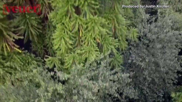 Firefighters Attempt to Save Prehistoric Trees From Australia’s Wildfires