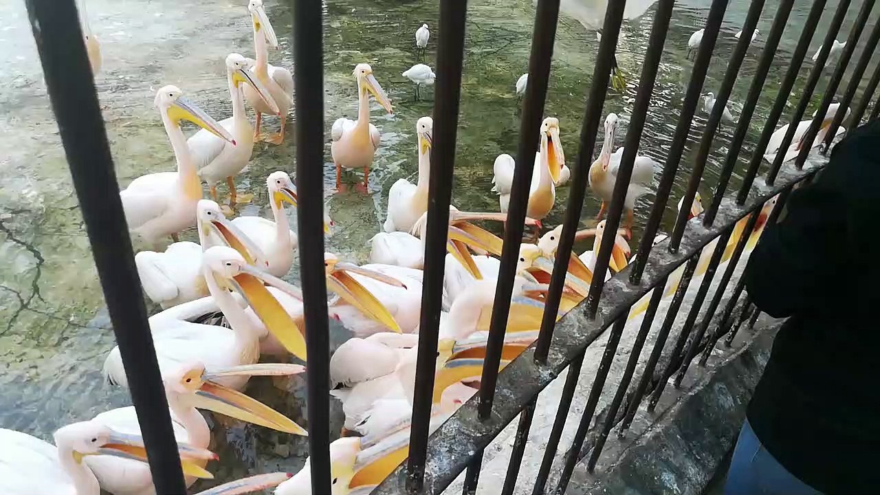 Hungry Packed Pelican Waits Stranger Snack Fish