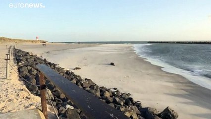 Helgoland, l'isola scelta dalla foche per crescere i loro cuccioli