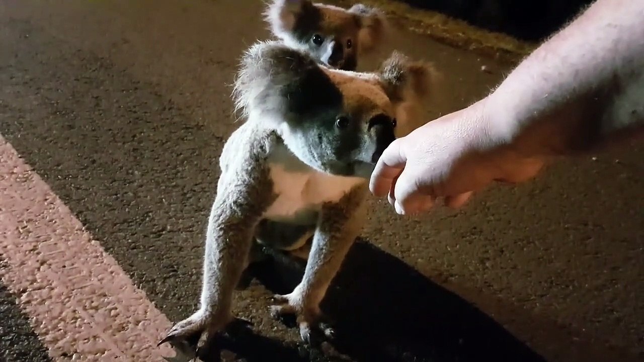 Adorable : il croise un koala et son bébé et les aident à traverser la route