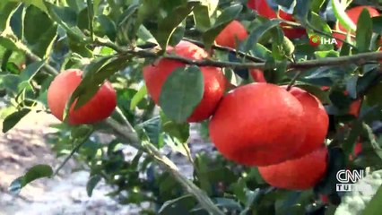 Mandalinalar erken meyve verdi