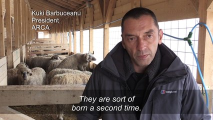 Rescued sheep await adoption in Romania after surviving capsize