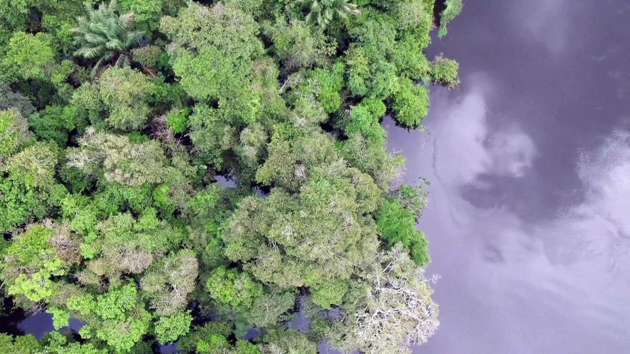 Trauriger Rekord: Amazonas-Regenwald schrumpft immer schneller