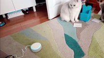 Hilarious! Smart speaker gives unexpected response when I ask it to speak to my cats.