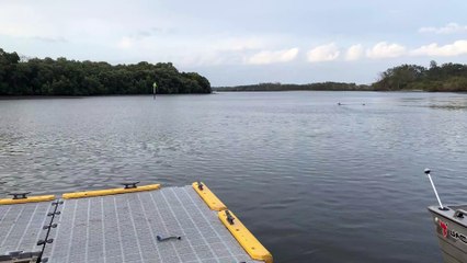 Kangaroo and Dog Locked in a Bizarre Duel