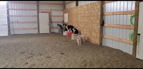 Impressive Display of Stock Dog Obedience