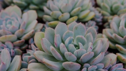 This Heart-Shaped Succulent Garden Is the Cutest Valentine's Gift