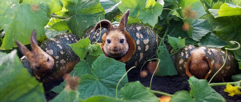 Pierre Lapin 2: Panique en ville Bande-annonce officielle VF (2020) Domhnall Gleeson, Rose Byrne