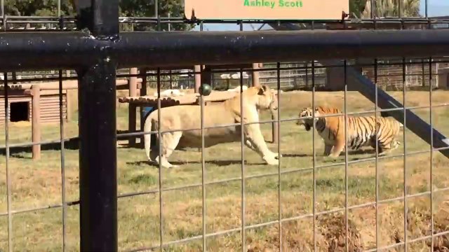 Quel est cet animal énorme qui fait face à un tigre : un ligre