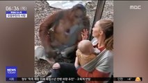 [이슈톡] 새끼 사산했던 어미 오랑우탄 행동 화제