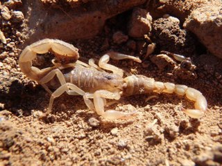 SCARY! 4 Types of scorpions crawling around the Valley - ABC15 Digital