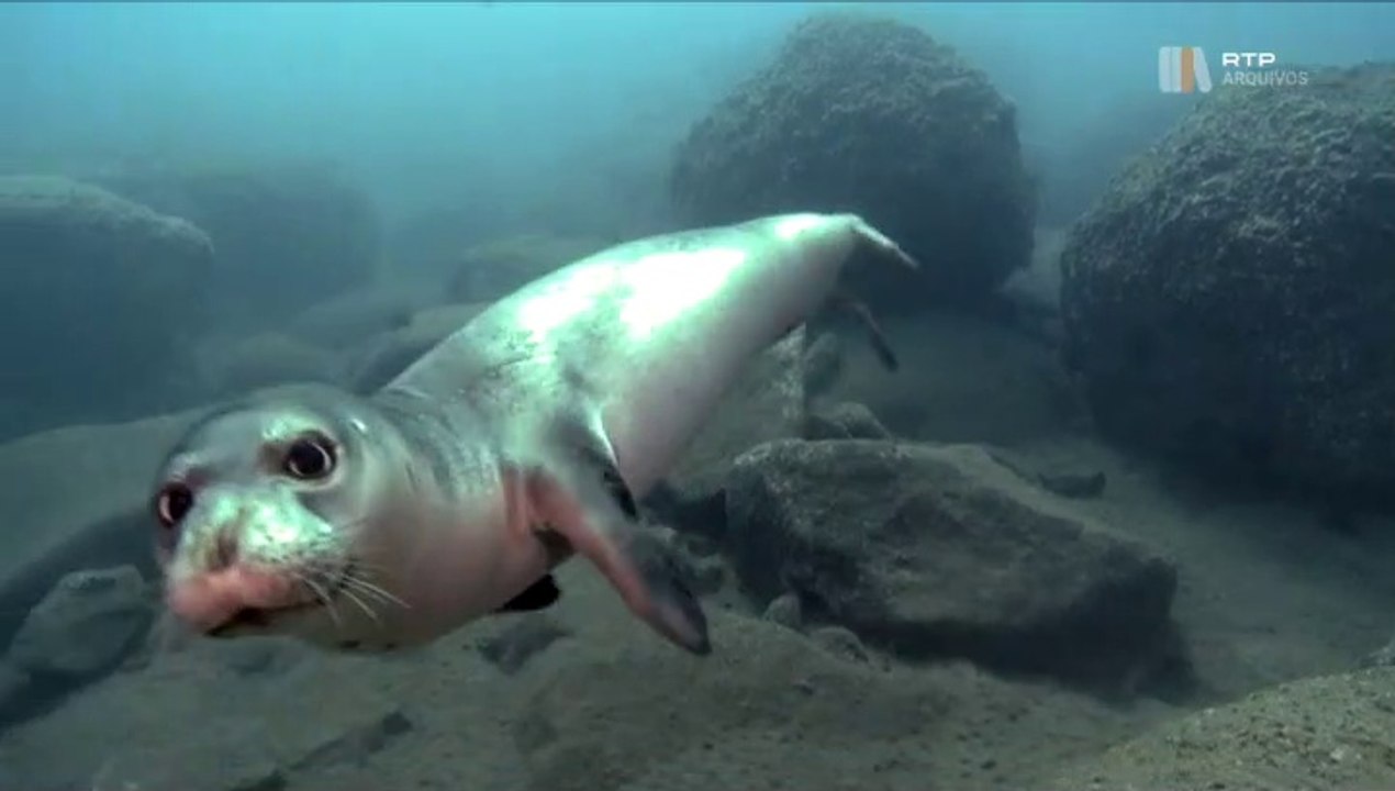 Lobos Marinhos das Ilhas Desertas – ILHA DA MADEIRA