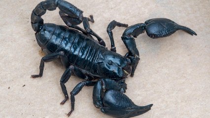 Man Caught Trying to Smuggle 200 Live Scorpions From Sri Lanka to China