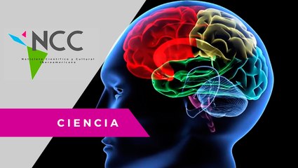 Un la­bo­ra­to­rio de Puer­to Rico bus­ca ex­pli­car cómo se desa­rro­llan los mie­dos  -