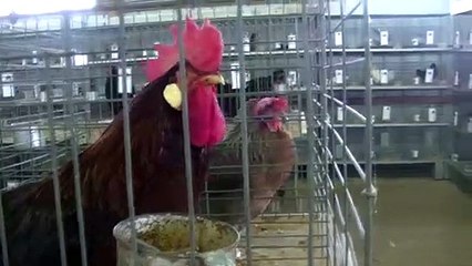 A chicken explains why it doesn't like chicken nuggets.