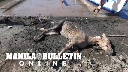 Residents rescue ash-covered horses and transports them to Talisay Batangas
