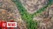 Prehistoric pines survive Australia bushfires