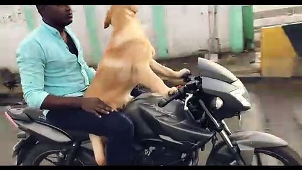 Dog_Bike_Video_(LUKE_Driving_A_Bike)(720p)2020