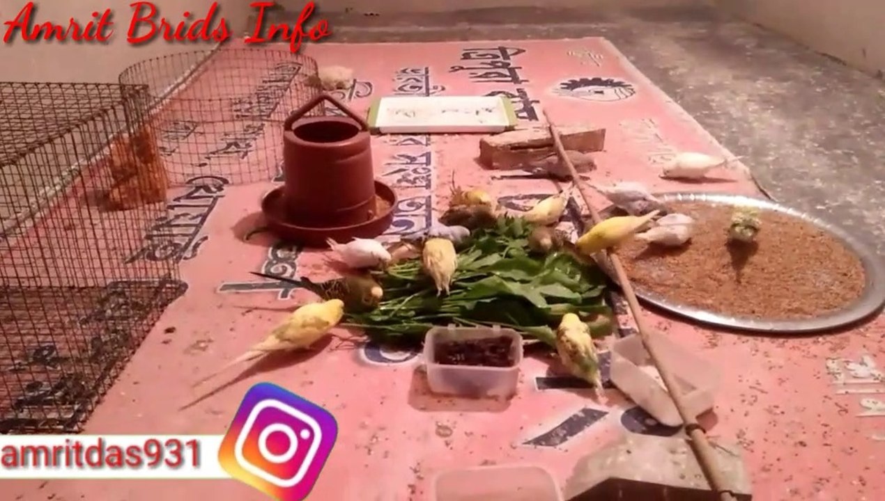 Australia parrots colony ki progress update