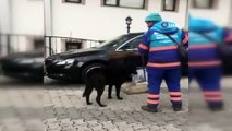 Temizlik işçisinin sokak köpeklerine süpürgeyle masaj yaptığı anlar kamerada