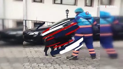 Sokak köpekleri masaj için sıraya girdi