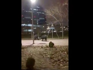 Dos jabalíes sorprenden a los vecinos del madrileño barrio de Las Tablas paseando tan tranquilos por la calle