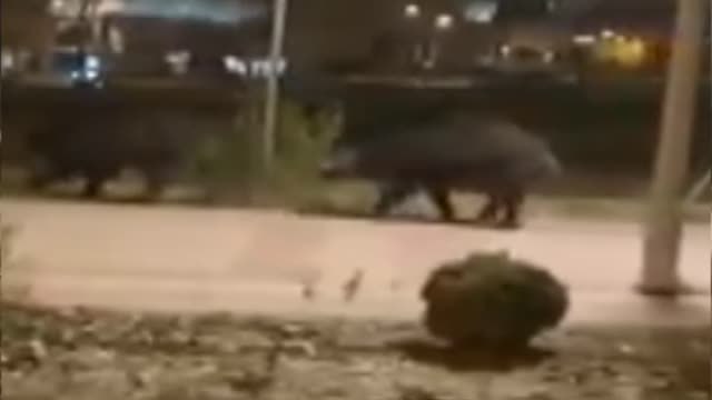 Varios jabalíes aparecen en el barrio madrileño de Las Tablas