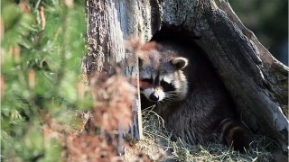 Waschbären könnten den Planeten überfallen